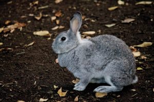 うさぎペットの遠隔気功ヒーリング無痛治療