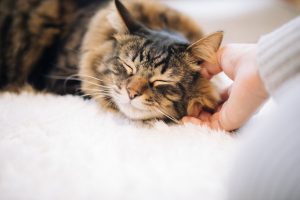 猫の無痛気功ヒーリング治療　