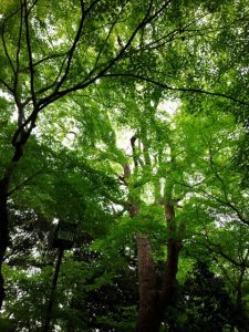 八尾　癒し　木　天使の虹