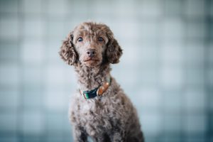 愛犬