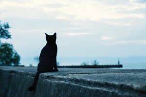 ペットロスについてのカードリーディングのご感想です