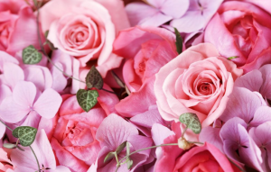 Pink Rose大阪の薔薇イメージ画像です。