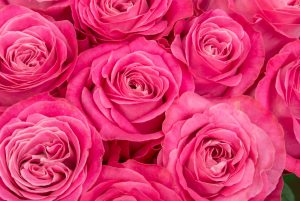 pinkrose