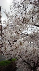 桜