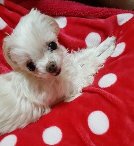 ペットヒーリングを受ける犬