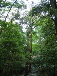 伊勢神宮御山杉